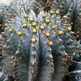 Euphorbia horrida P1190124.JPG